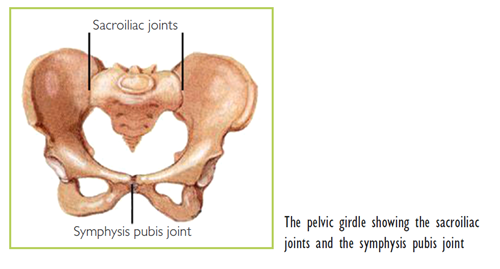 Managing Pelvic Girdle Pain During Pregnancy: Info and Tips from