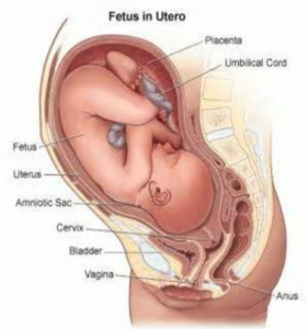 Fetus in utero