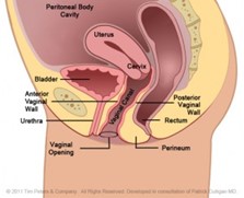 Normal pelvic floor