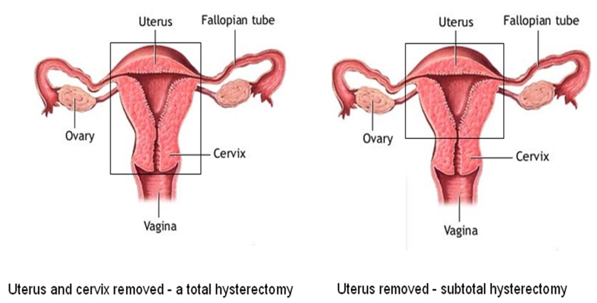 A visual guide to the female reproductive system