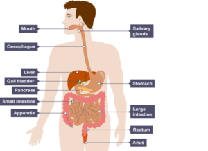 a diagram showing the human digestive system
