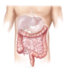 Diagram showing the stomach, liver, small  intestine and oesophagus 